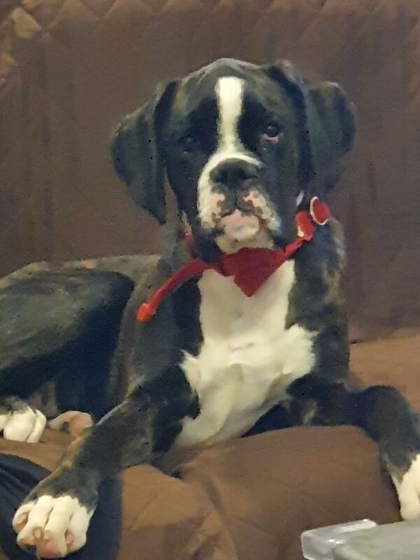 Boxer puppies for sale in St Neots, Cambridgeshire – KC registered, 7 months old