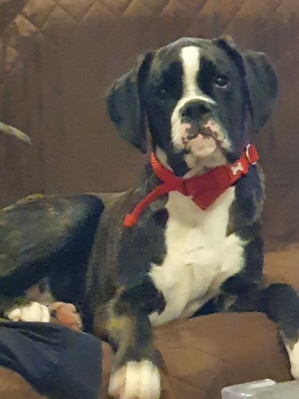 Boxer puppies for sale in St Neots, Cambridgeshire – KC registered, 7 months old - Image 2 of 7