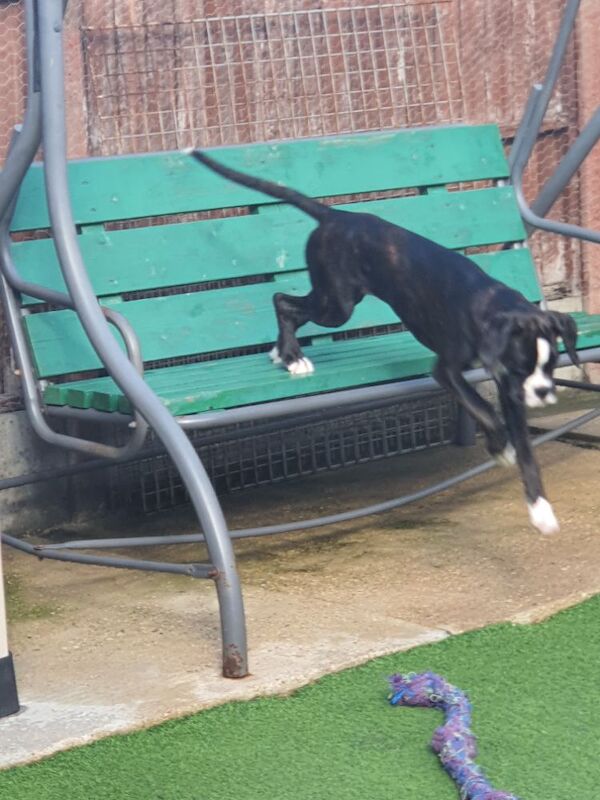 Boxer puppies for sale in St Neots, Cambridgeshire – KC registered, 7 months old - Image 4 of 7