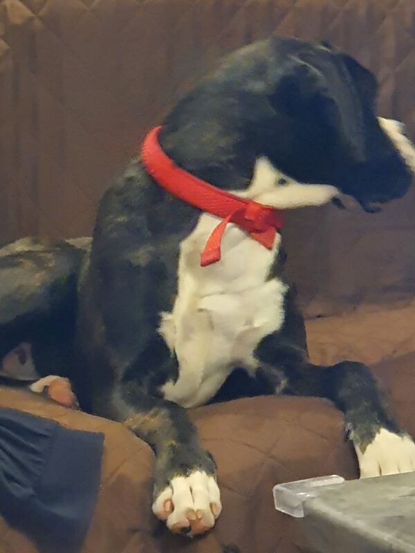 Boxer puppies for sale in St Neots, Cambridgeshire – KC registered, 7 months old - Image 5 of 7