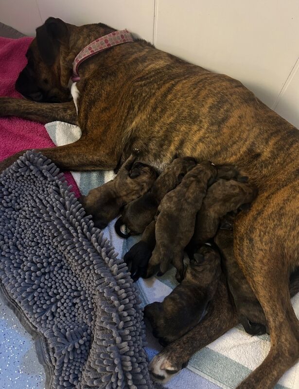 Boxer puppies for sale in Rayleigh, Essex – KC registered, 1 week old
