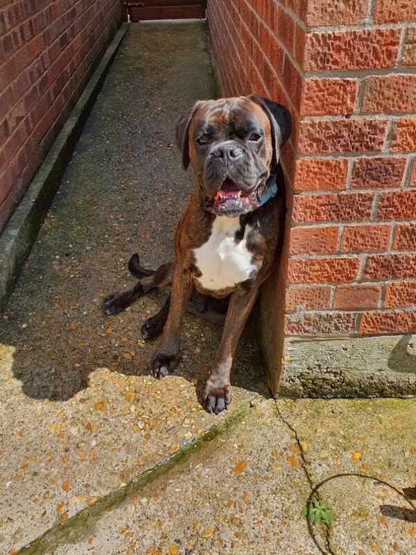 Boxer puppies for sale in Rayleigh, Essex – KC registered, 1 week old - Image 2 of 8