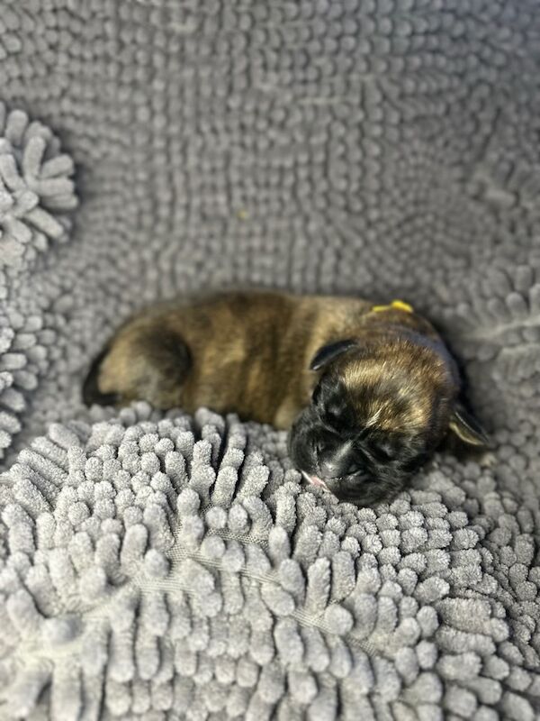 Boxer puppies for sale in Rayleigh, Essex – KC registered, 1 week old - Image 3 of 8