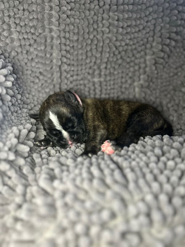 Boxer puppies for sale in Rayleigh, Essex – KC registered, 1 week old - Image 4 of 8