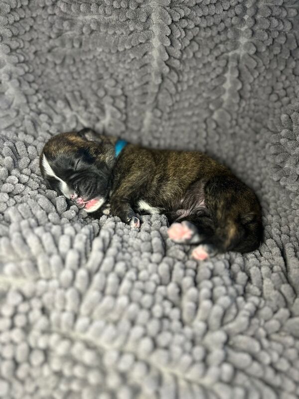 Boxer puppies for sale in Rayleigh, Essex – KC registered, 1 week old - Image 5 of 8