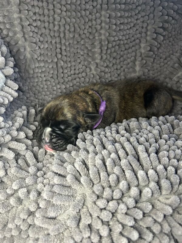 Boxer puppies for sale in Rayleigh, Essex – KC registered, 1 week old - Image 6 of 8