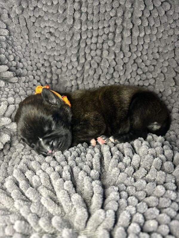 Boxer puppies for sale in Rayleigh, Essex – KC registered, 1 week old - Image 7 of 8