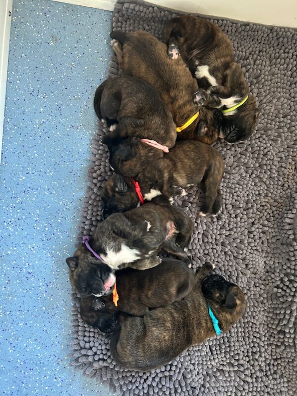Boxer puppies for sale in Rayleigh, Essex – KC registered, 1 week old - Image 8 of 8