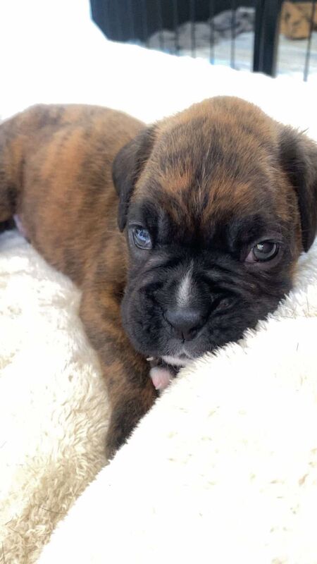 Boxer puppies for sale in Lancaster, Lancashire – 4 weeks old