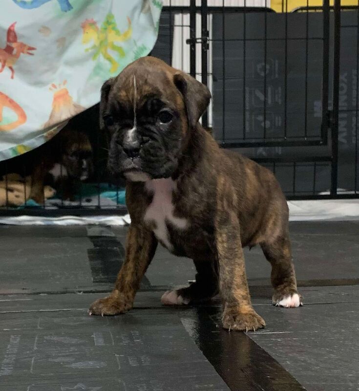 Boxer puppies for sale in Lancaster, Lancashire – 4 weeks old - Image 2 of 14