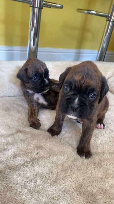 Boxer puppies for sale in Lancaster, Lancashire – 4 weeks old - Image 3 of 14
