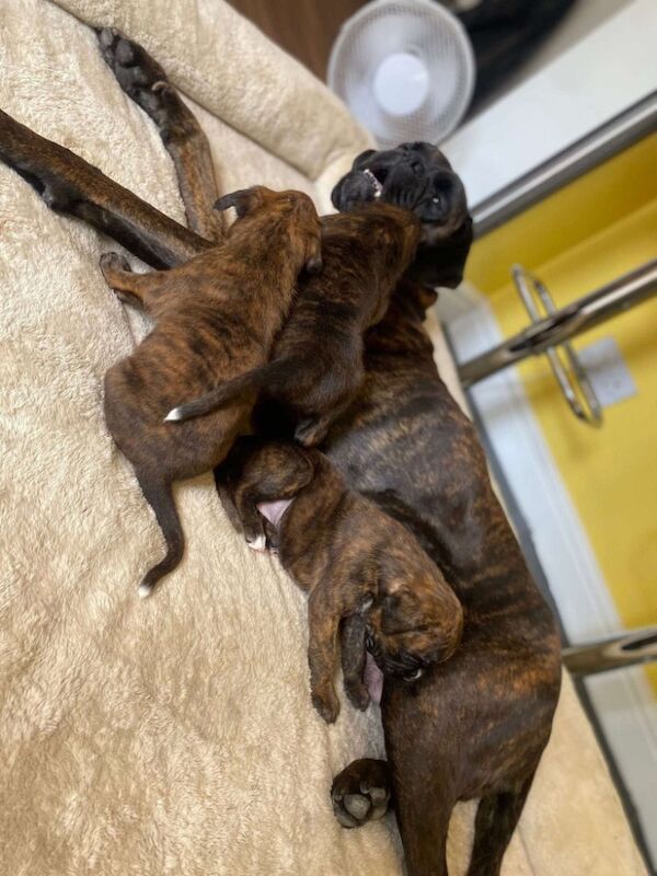 Boxer puppies for sale in Lancaster, Lancashire – 4 weeks old - Image 4 of 14