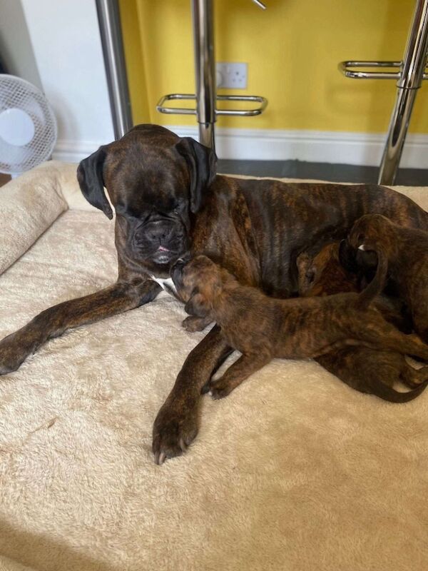 Boxer puppies for sale in Lancaster, Lancashire – 4 weeks old - Image 5 of 14