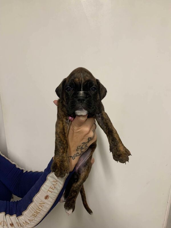 Boxer puppies for sale in Lancaster, Lancashire – 4 weeks old - Image 6 of 14