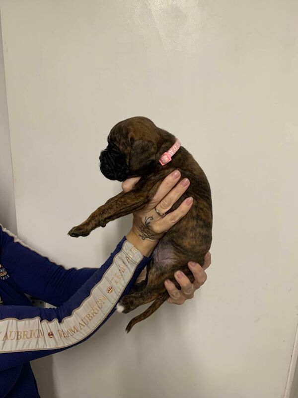 Boxer puppies for sale in Lancaster, Lancashire – 4 weeks old - Image 8 of 14