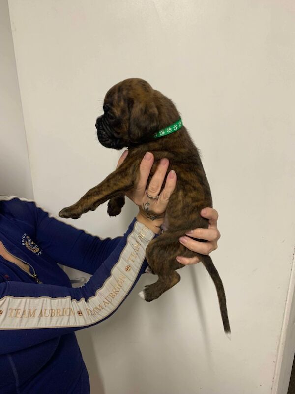 Boxer puppies for sale in Lancaster, Lancashire – 4 weeks old - Image 9 of 14