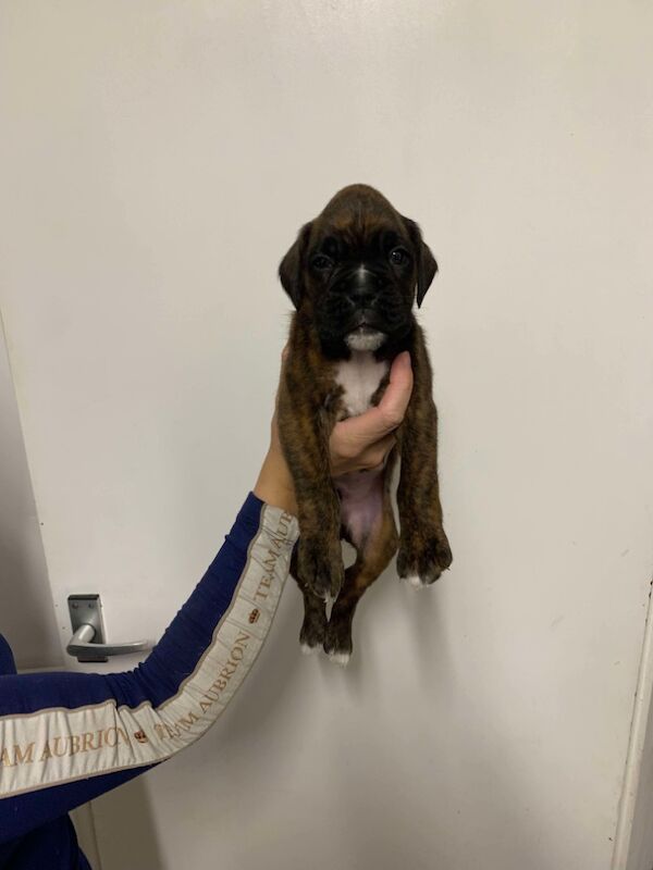 Boxer puppies for sale in Lancaster, Lancashire – 4 weeks old - Image 10 of 14