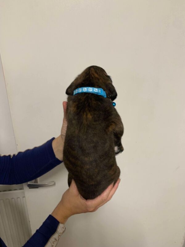 Boxer puppies for sale in Lancaster, Lancashire – 4 weeks old - Image 11 of 14
