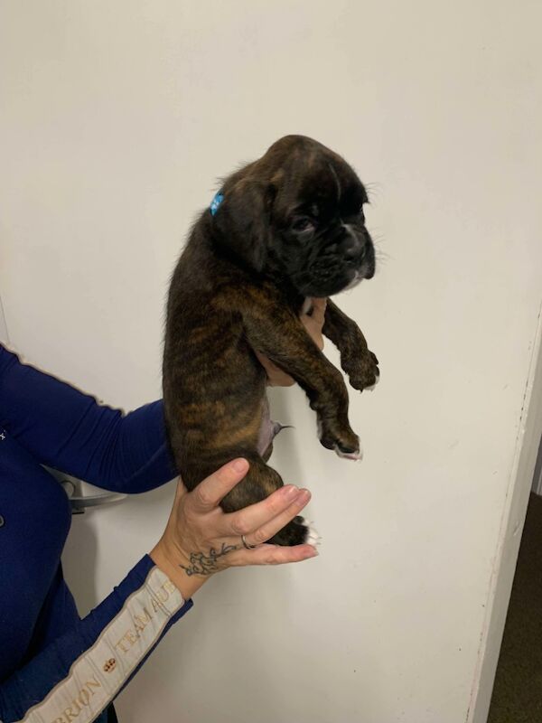 Boxer puppies for sale in Lancaster, Lancashire – 4 weeks old - Image 12 of 14