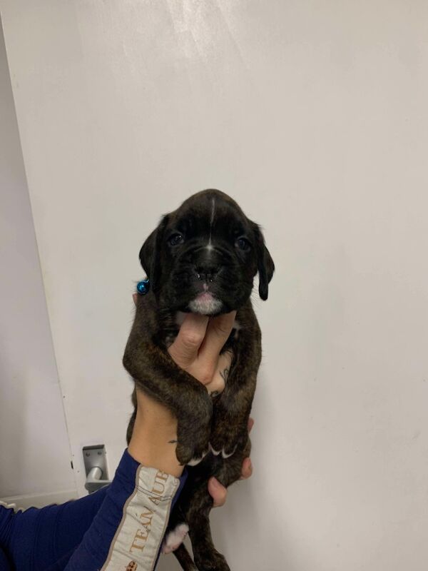 Boxer puppies for sale in Lancaster, Lancashire – 4 weeks old - Image 13 of 14