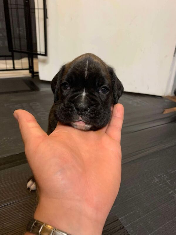 Boxer puppies for sale in Lancaster, Lancashire – 4 weeks old - Image 14 of 14