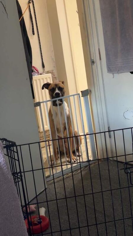 Cane corso x boxer