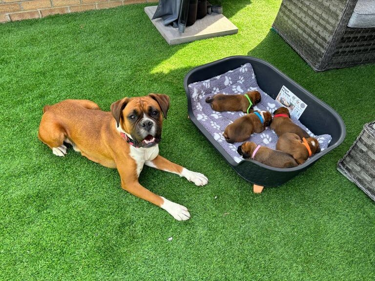 Casey boxer puppies champion bloodline for sale in Middlewich, Cheshire