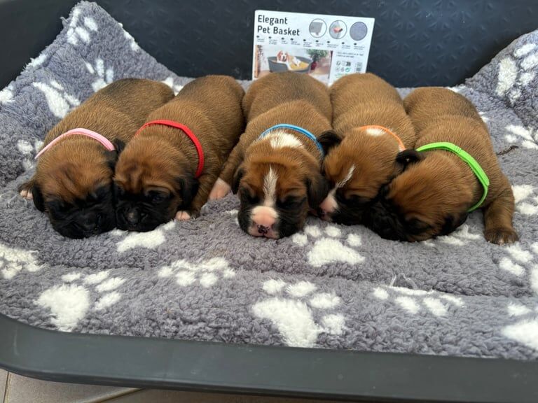 Casey boxer puppies champion bloodline for sale in Middlewich, Cheshire | Image 2