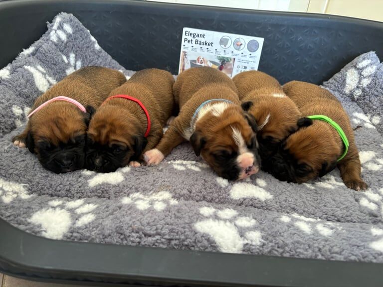 Casey boxer puppies champion bloodline for sale in Middlewich, Cheshire | Image 3