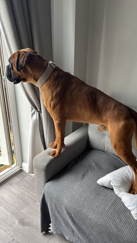 Boxer puppies for sale in Northampton, Northamptonshire – 2 years old