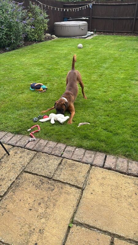 Boxer puppies for sale in Northampton, Northamptonshire – 2 years old - Image 2 of 3