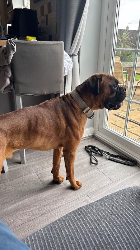 Boxer puppies for sale in Northampton, Northamptonshire – 2 years old - Image 3 of 3