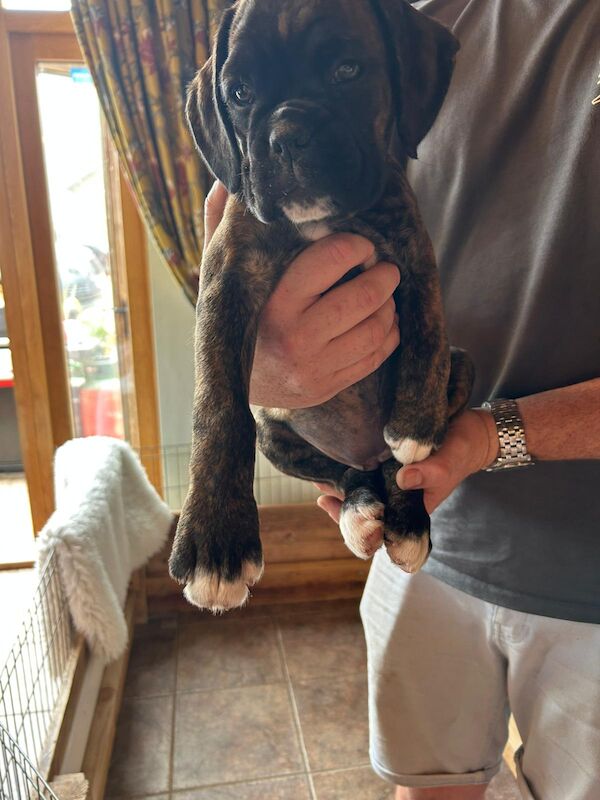 Fabulous KC Registered Red Tiger Brindle & White Boxer Puppies for sale in Tamworth, Staffordshire