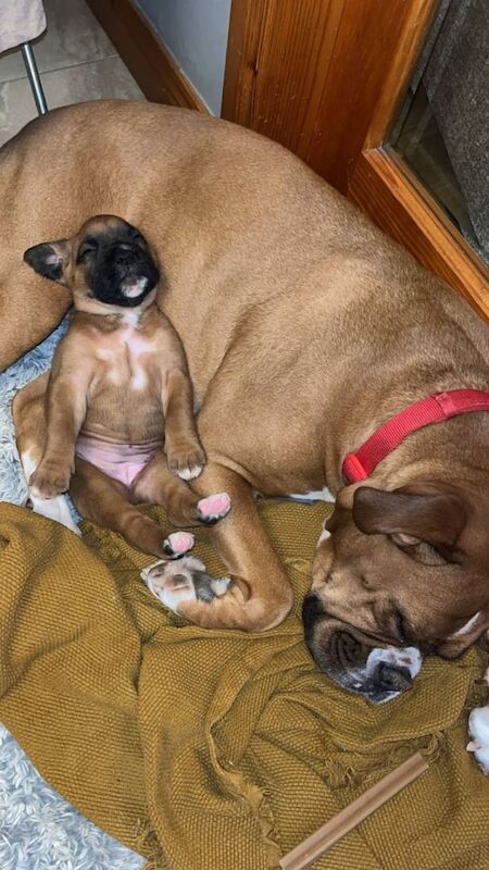 Full bred female boxer pup for sale in Cookstown, County Tyrone