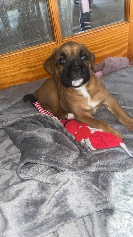 Full bred female boxer pup for sale in Cookstown, County Tyrone | Image 2