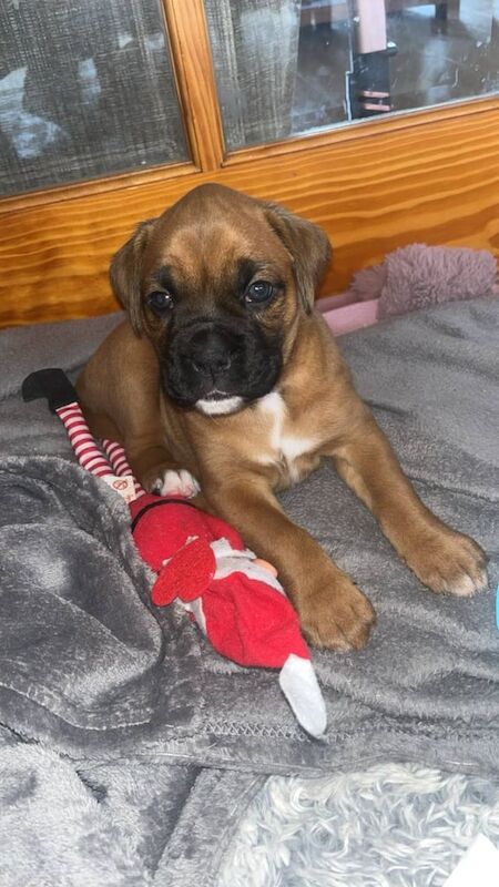 Full bred female boxer pup for sale in Cookstown, County Tyrone | Image 3