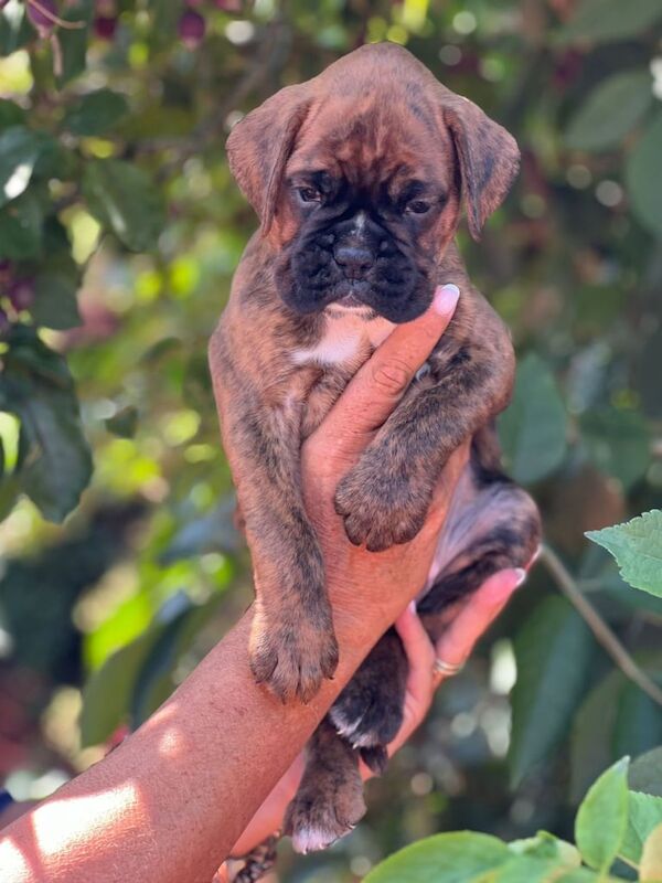 Gorgeous Boxer Puppies for sale in Gloucestershire