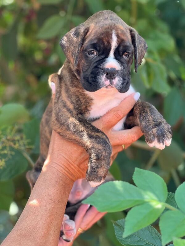 Gorgeous Boxer Puppies for sale in Gloucestershire - Image 2