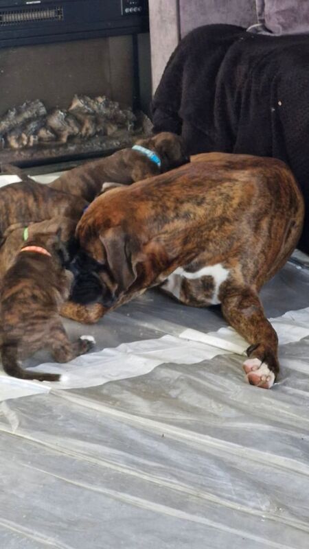 Gorgeous Boxer Puppies for sale in Gloucestershire - Image 3