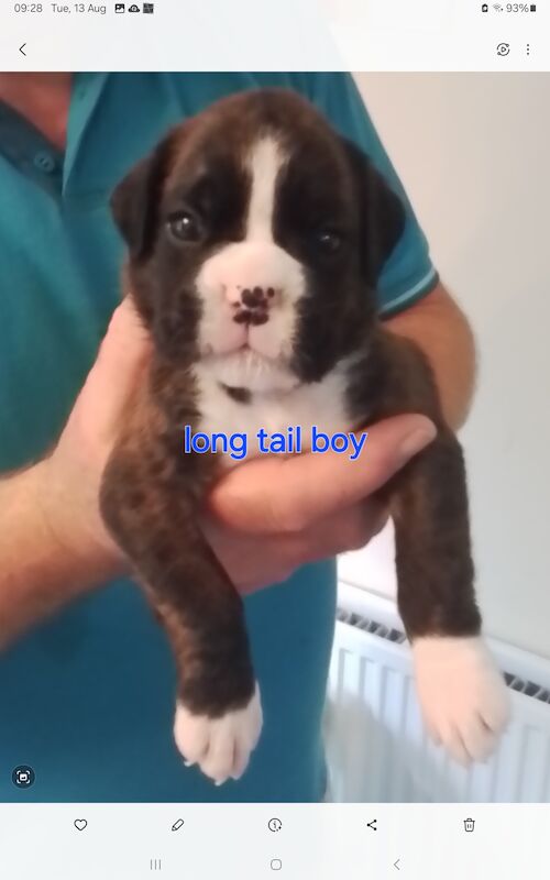 Gorgeous KC reg boxer puppies for sale in Turriff Aberdeenshire | Image 2