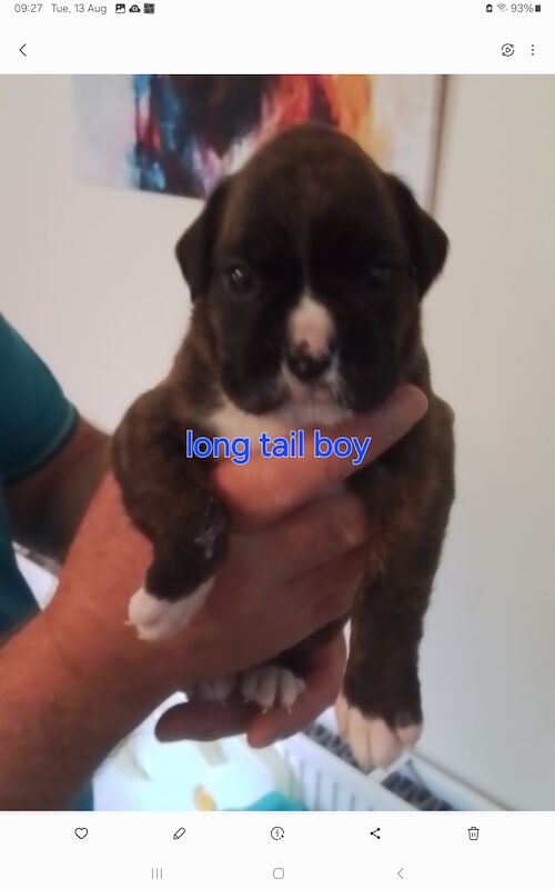 Gorgeous KC reg boxer puppies for sale in Turriff Aberdeenshire | Image 3