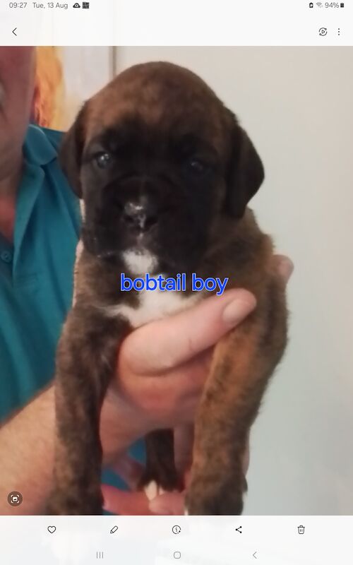Boxer puppies for sale in Turriff Aberdeenshire – KC registered, 1 year old - Image 4 of 11
