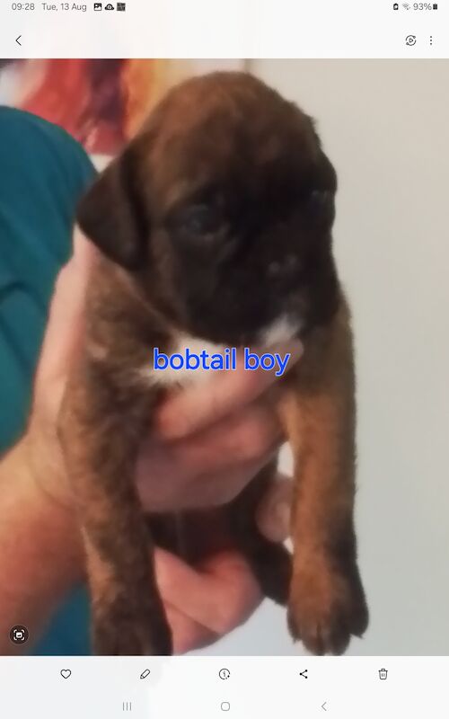 Boxer puppies for sale in Turriff Aberdeenshire – KC registered, 1 year old - Image 5 of 11