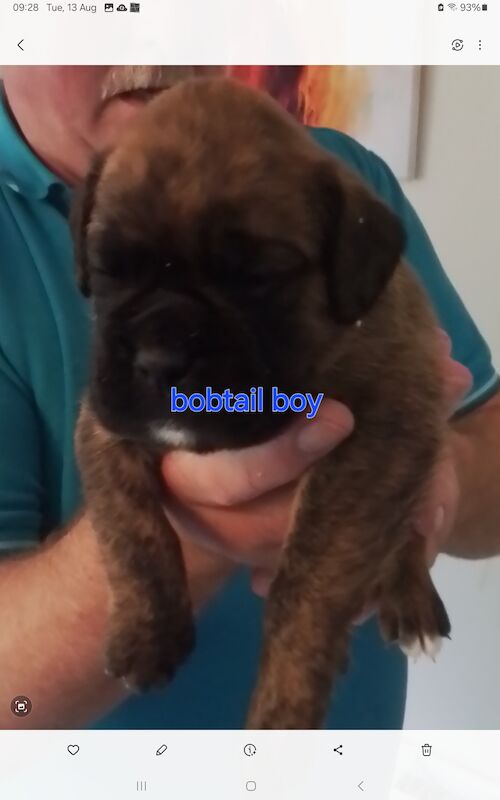 Boxer puppies for sale in Turriff Aberdeenshire – KC registered, 1 year old - Image 6 of 11