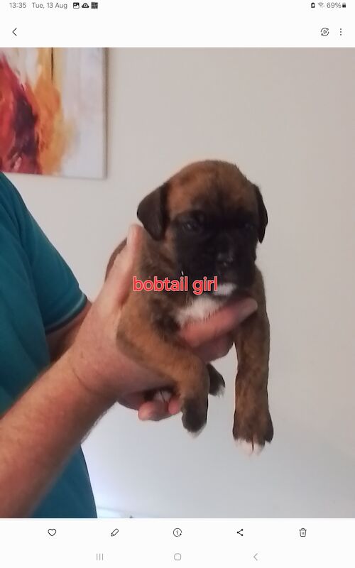Boxer puppies for sale in Turriff Aberdeenshire – KC registered, 1 year old - Image 7 of 11
