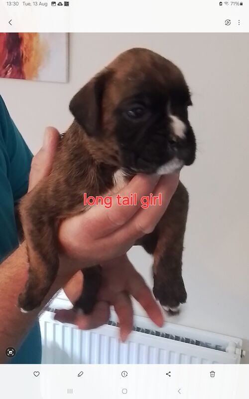 Boxer puppies for sale in Turriff Aberdeenshire – KC registered, 1 year old - Image 8 of 11