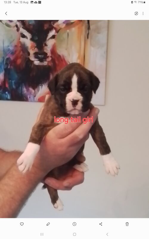 Boxer puppies for sale in Turriff Aberdeenshire – KC registered, 1 year old - Image 9 of 11