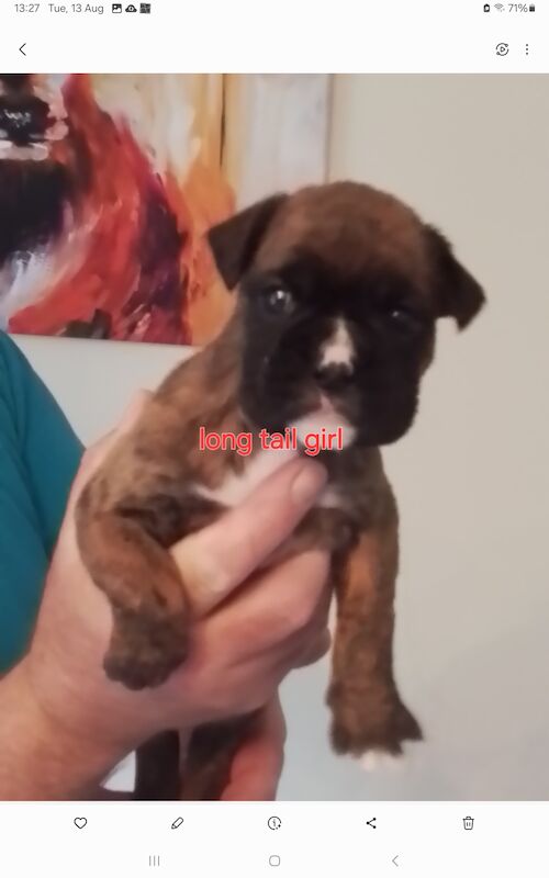 Boxer puppies for sale in Turriff Aberdeenshire – KC registered, 1 year old - Image 10 of 11