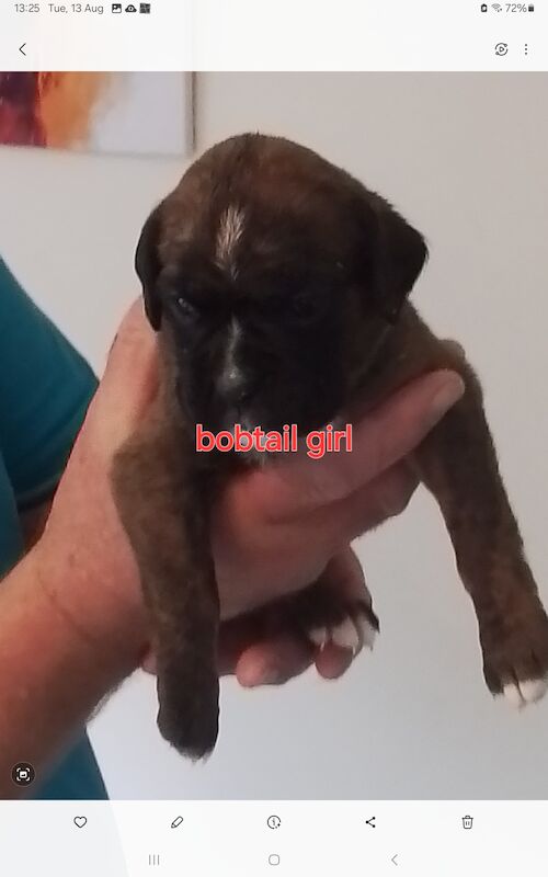 Boxer puppies for sale in Turriff Aberdeenshire – KC registered, 1 year old - Image 11 of 11