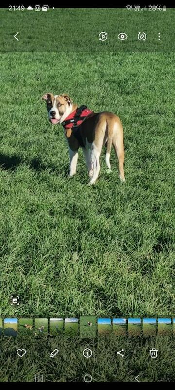 Boxer puppies for sale in Renfrew, Renfrewshire – 8 months old - Image 2 of 6